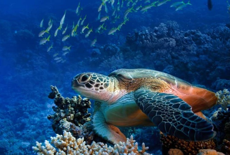 Podmořský svět Palma Aquarium - online vstupenky